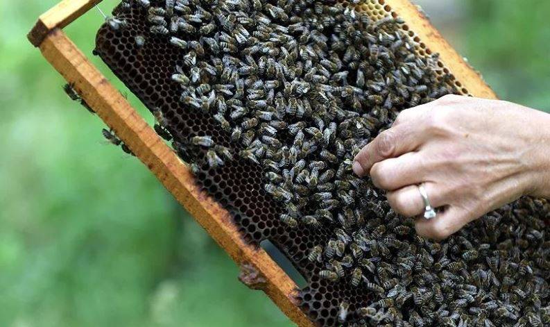 Arıları ne kadar tanıyorsunuz? Arılar hakkında ilginç bilgiler 5